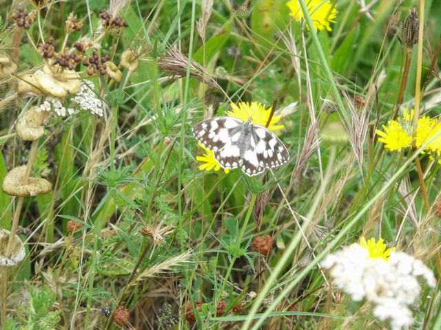 da confermare - Melanargia galathea